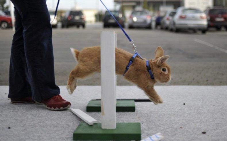 sauter par-dessus les obstacles