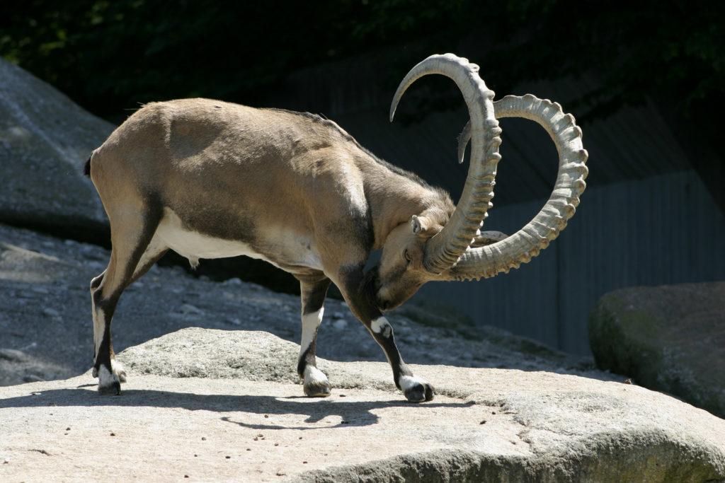 Alpių kalnų ožka