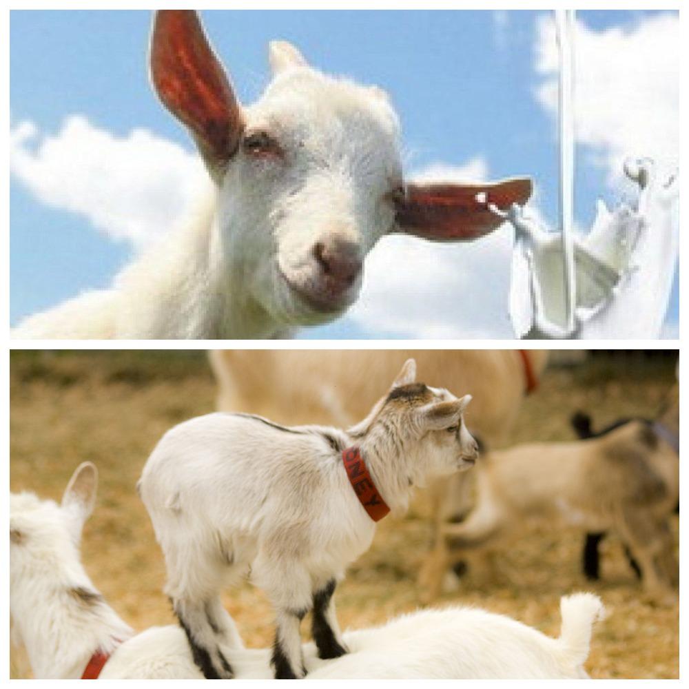 The benefits and harms of goat milk for the body, chemical composition and how to choose