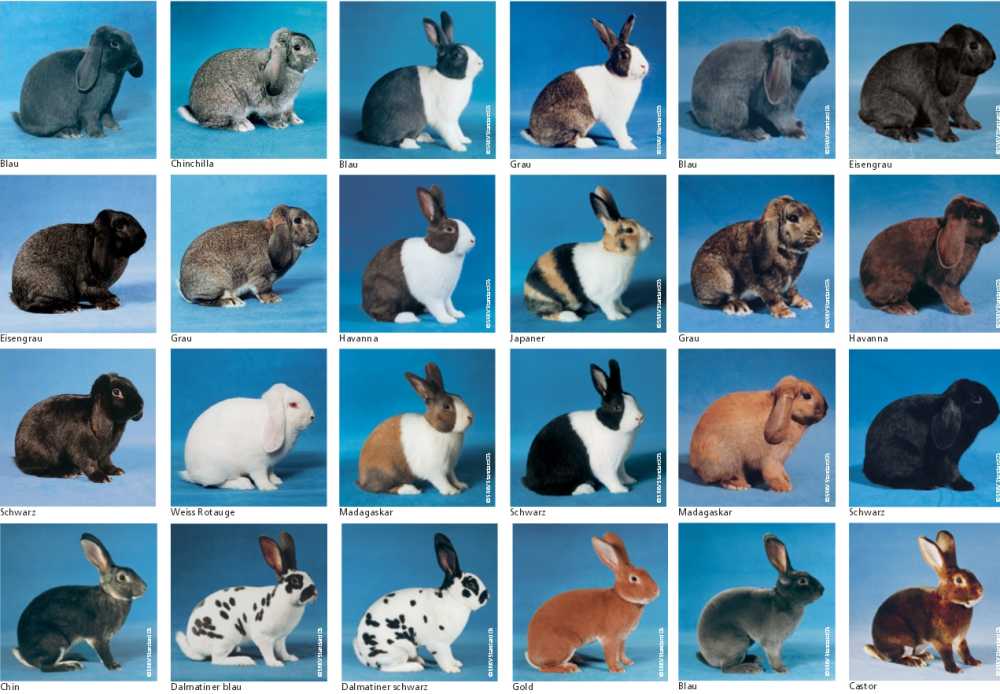 many rabbits
