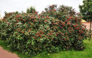 Descrição e características do viburnum gordovina, as regras para o seu plantio e cuidado
