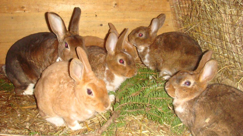 rabbits eat