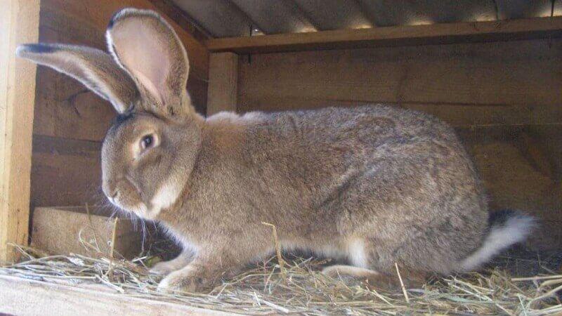 Flandern Kaninchen