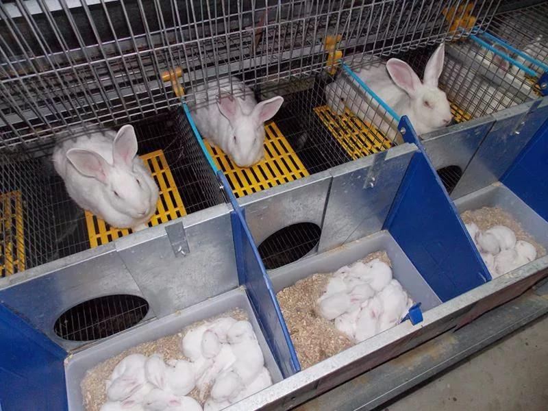 cellule reine pour lapins