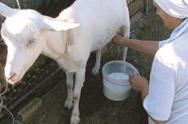 the goat does not give milk completely
