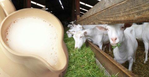 Holen Sie sich eine Ziege für Milch, wo Sie anfangen sollen