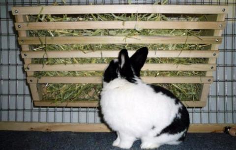 foin pour lapins