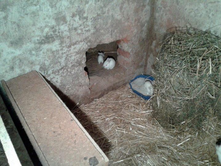 Do-it-yourself-Bau einer Voliere für Kaninchen und Zucht zu Hause