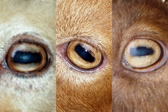 goat eyes