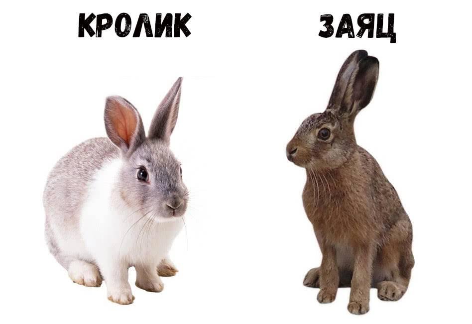 zajac a králik