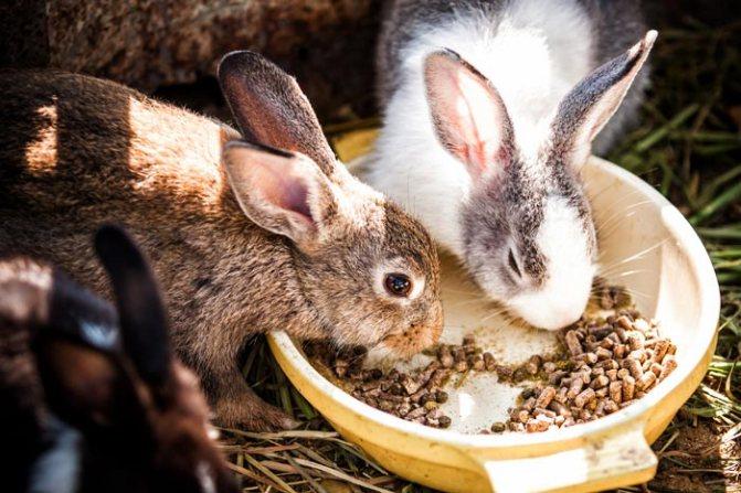 Das fütternde Weibchen muss Mischfutter erhalten.