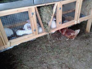 Die Nuancen, Kaninchen in Käfigen zu halten, Vor- und Nachteile für Anfänger