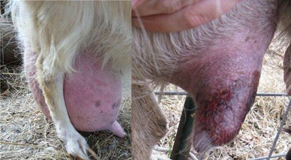goat mastitis