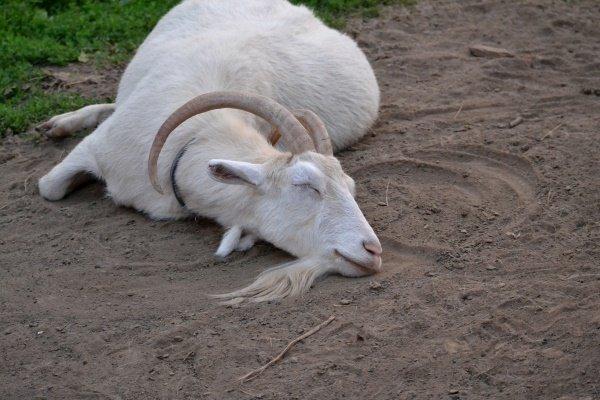 ketosis in goats
