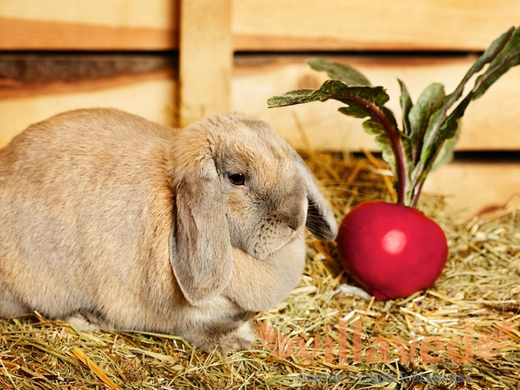 Rote-Bete-Kaninchen
