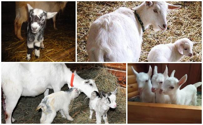 dairy goat