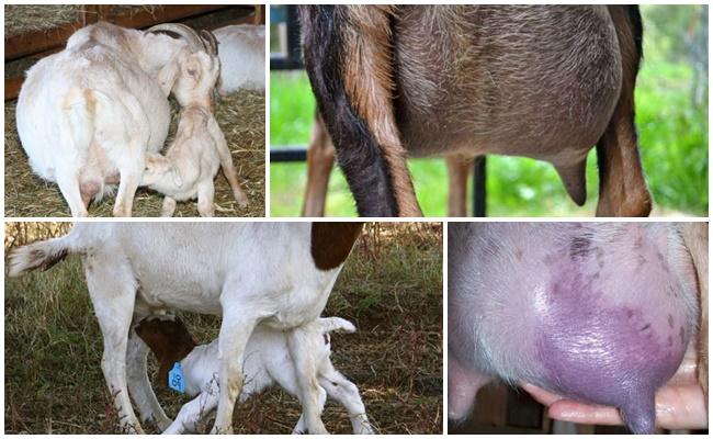 udder mastitis