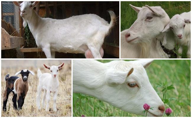 Lamancha-Ziege
