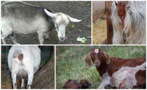 Causes of discharge in a goat after lambing and methods of treatment, prevention