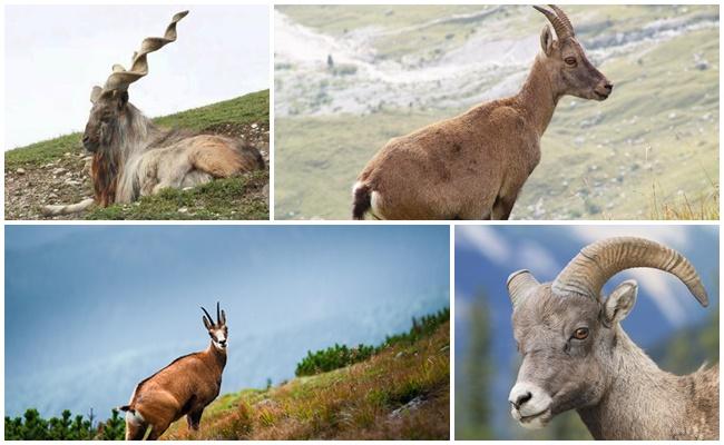 cabras selvagens