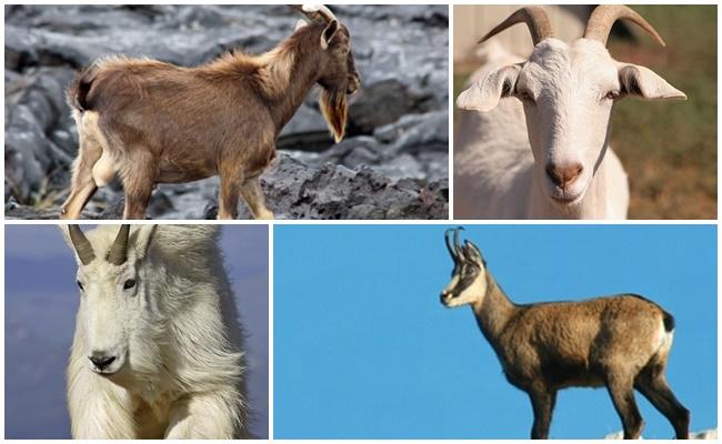 cabras selvagens