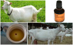 How to determine the pregnancy of a goat at home, signs and methods