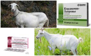 Cosa fare se una capra non mangia o beve dopo l'agnello e i metodi di trattamento