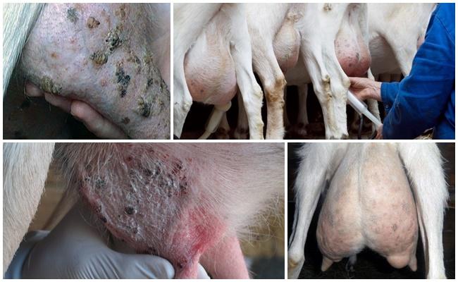sick udder