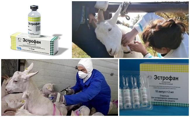 estrophan for goats