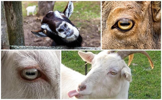 goat eyes