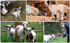 Description of dwarf mini-goats and rules for keeping a decorative breed