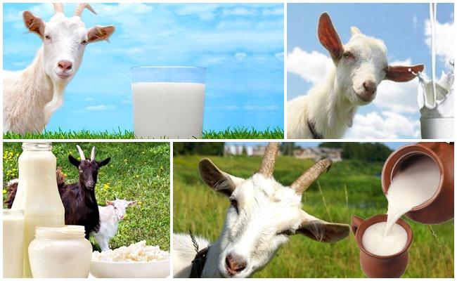 goat milk