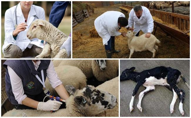 Cause e segni della malattia del muscolo bianco negli agnelli, trattamento e prevenzione