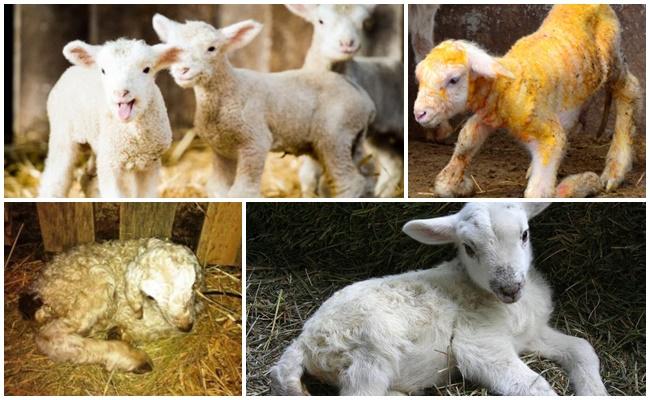 malattia del muscolo bianco degli agnelli