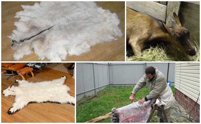 GOAT SKIN