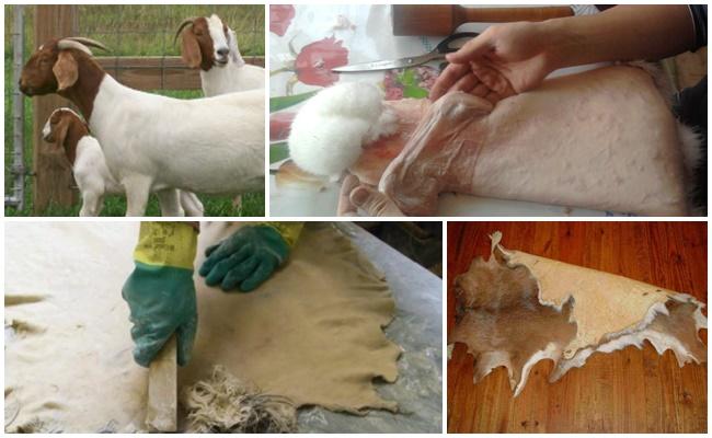 GOAT SKIN
