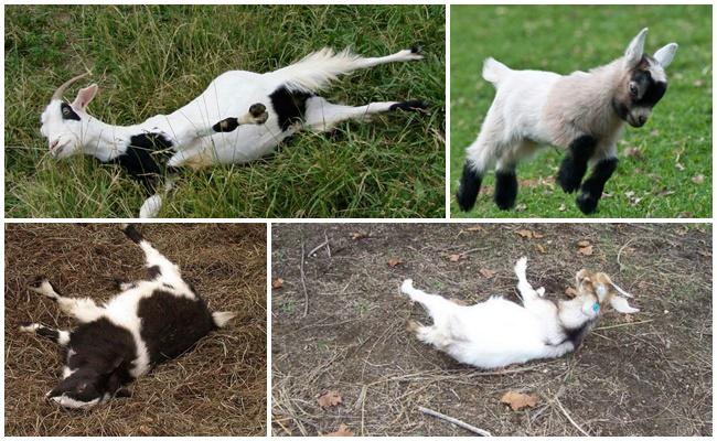 swooning goats