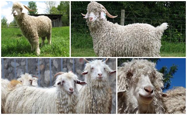 angora goat