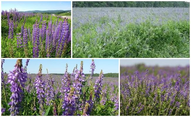 goat's rue grass fodder