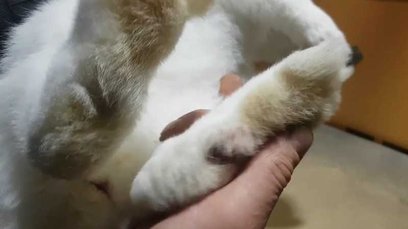 pododermatitis אצל ארנבים