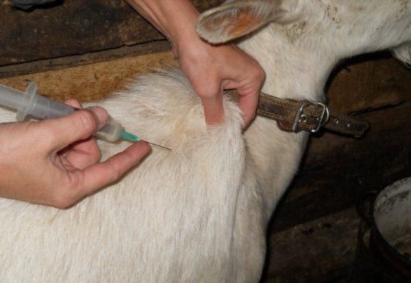 goat prick