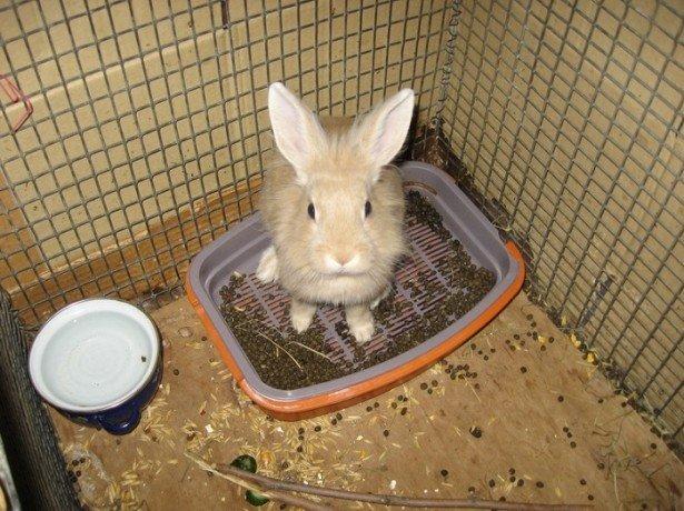 comment dresser un lapin