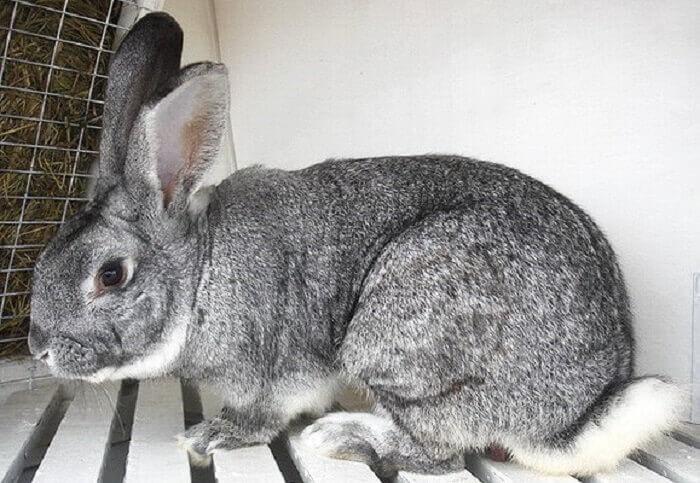 Sowjetische Chinchilla