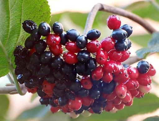 muito viburnum