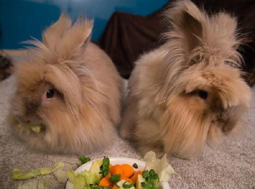 deux lapins