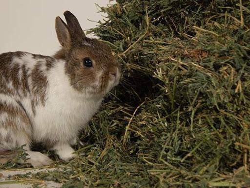 foin pour lapins