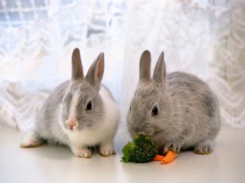 alimentation de lapin