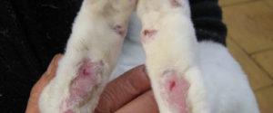 Síntomas y tratamiento rápido de conejos por pododermatitis en casa.