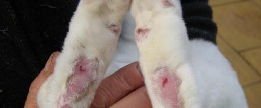 pododermatitis אצל ארנבים