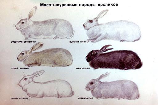 many rabbits